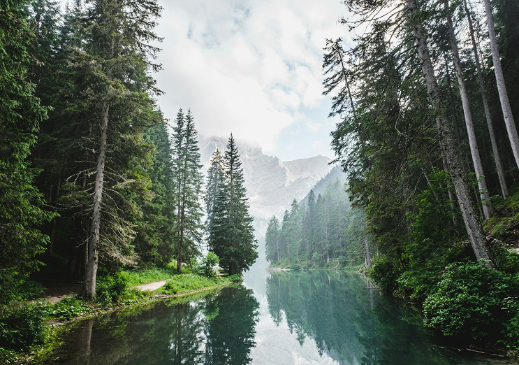 Un río que pasa a través de un bosque